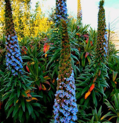 Nema Rare Giant Echium Seeds - Mixed Seed(10 per packet)