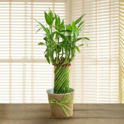 SMZ BRANDLINES Two Layer Bamboo Plant(Pack of 1)
