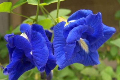 KOLKATA ORCHID ONLINE Kolkata Orchid Online { BLUE + White NEELKANTA} Seed(10 per packet)