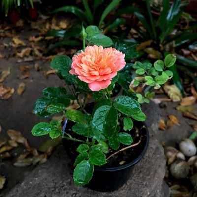 Siam Garden Rose Plant(Hybrid, Pack of 1)