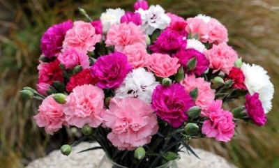 ZONATO Carnation Flower Best Quality Seed(30 per packet)