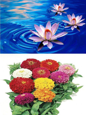 ZONATO Lotus Flower And Zinnia Flower Best Quality Premium Combo Pack Seed(40 per packet)