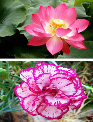 ZONATO Lotus Flower And Carnation Flower Best Quality Premium Combo Pack Seed(40 per packet)