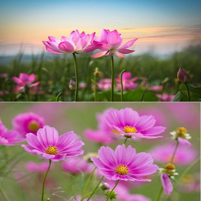 ZONATO Flower seeds Lotus Flower and Cosmos Flower combo pack of Seed(50 per packet)