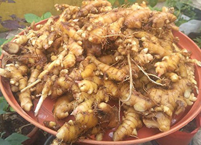 

looms & weaves Fresh Ginger Root - 400 gm, Best Quality -Homestead Produce(400 g)