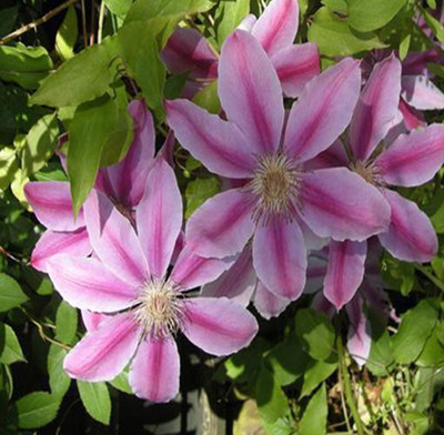 Nema Clematis Flower Seeds - Purple Seed(100 per packet)