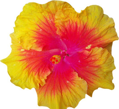 Nema Hibiscus Rosa-sinensis Flower Seeds - Yellow Seed(100 per packet)