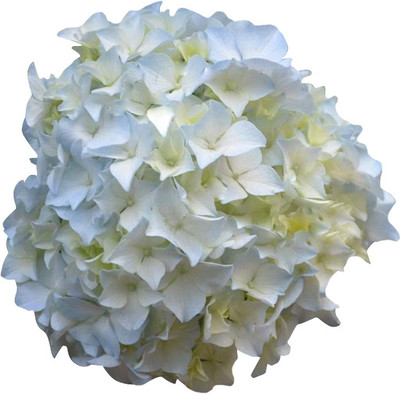 Nema Dwarf White Hydrangea Seed(100 per packet)