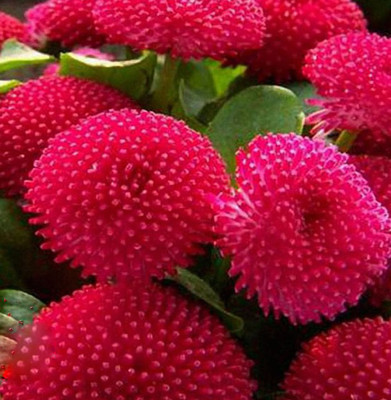 Nema Gerbera seeds - Pink Seed(50 per packet)