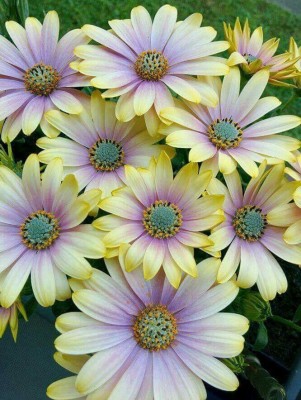 Nema Osteospermum Flower Seeds - Mix White Seed(100 per packet)