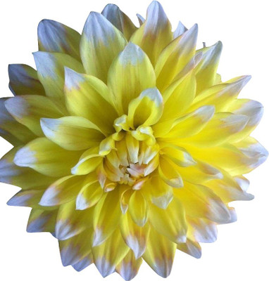 Nema Yellow and White Dahlias Seed(100 per packet)