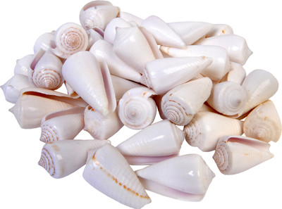 

Vardhman Sea Shells River Rock Unplanted Substrate(White)