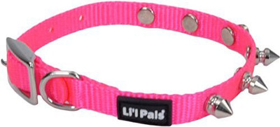 

Coastal Pet Dog Everyday Collar(, Multicolor