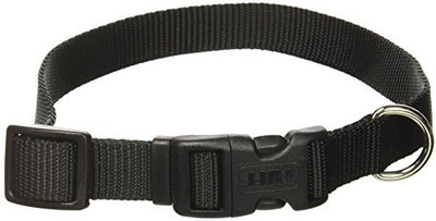 

Coastal Pet Dog Everyday Collar(, Multicolor