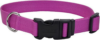 

Coastal Pet Products Dog Everyday Collar(, Multicolor