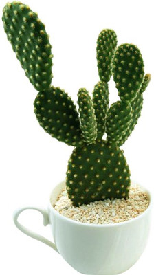 Nema Hardy Giant Cactus Seed(50 per packet)