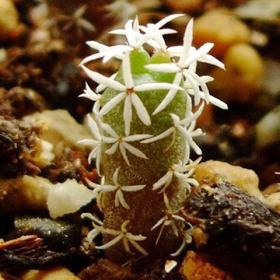 Nema White thorn Ball Cactus Seed(10 per packet)