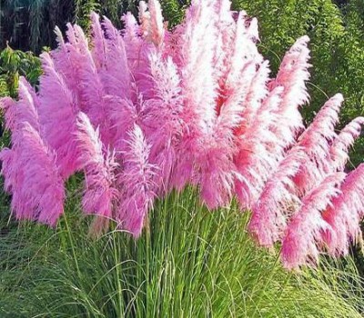 Nema Rare Purple Pampas Grass Flower Seed(50 per packet)