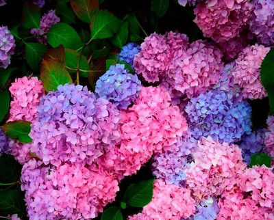 Nema Multi Colour Hydrangea Seed(100 per packet)