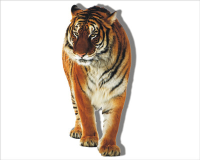 Jagvii 90 cm Tiger, Self Adhesive Sticker(Pack of 1)