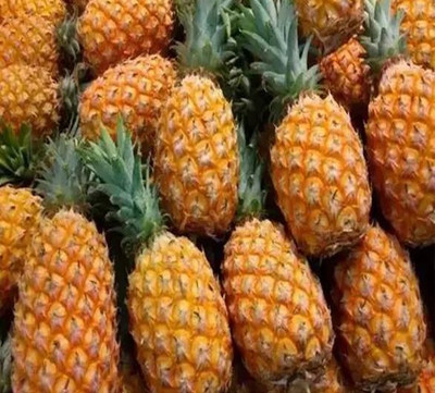 Nema Dwarf pineapple Seed(100 per packet)