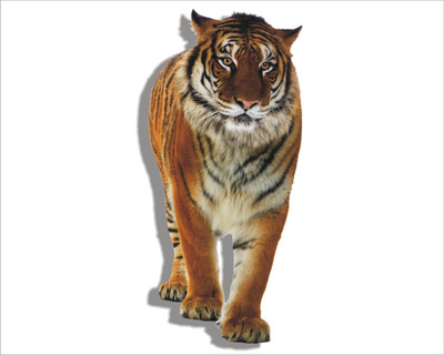 Jagvii 90 cm Tiger, Self Adhesive Sticker(Pack of 1)