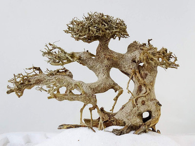 

Aqua Bonsai 3 Aquarium Tool