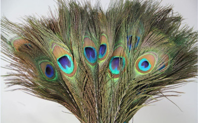 Weird Pack of 25 Decorative Feathers(1 Feet Peacock Feather)