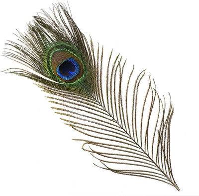 INTUF Pack of 10 Decorative Feathers(stenderd Peacock Feather)