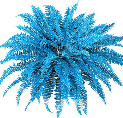 Nema Japanese Rare Creeper Boston Fern Vine Seeds - Blue Seed(50 per packet)