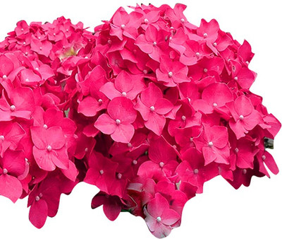 Futaba Bonsai Pink Hydrangea Seed(100 per packet)