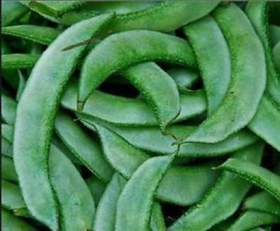 NeLeSa Gardening Lima Bean Seed(20 per packet)