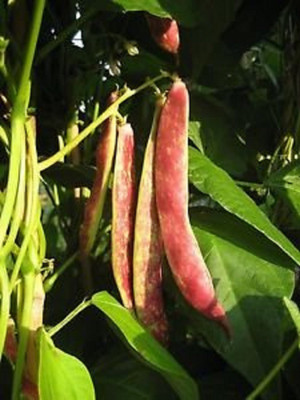 NeLeSa Gardening Bean Seed(10 per packet)