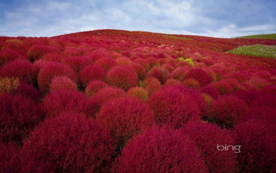 NeLeSa Gardening Kochia Seed(50 per packet)