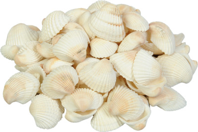 

Vardhman Sea Shells White Big Size, Used in Aquariums,Art & Crafts,Decorations, Table Decoration River Rock Unplanted Substrate(White)