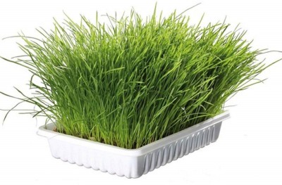 NeLeSa Gardening Grass Seed(100 per packet)