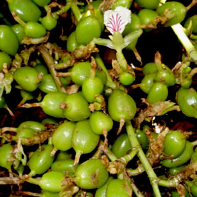

Bio Kisan Bonsai Elachi Tree seeds Seed(5 per packet)