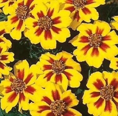 NeLeSa Gardening Marigold Seed(50 per packet)