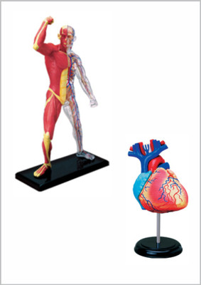 

4D Master Human Muscle & Skeleton & Heart Anatomy Model(Multicolor)