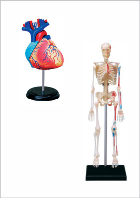 

4D Master Human Heart & Skeleton Anatomy Model(Multicolor)