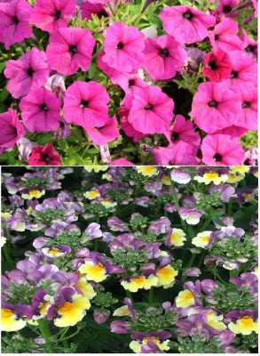 ZONATO Petunia Flower and Nemesia Flower Best Quality Premium Hybrid Seed(100 per packet)