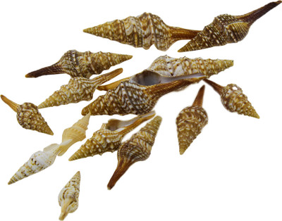 

ZEVORA Home Decorative Mini Shankh Shape Sea Shells, For Home & Table Decor, Aquarium Shells