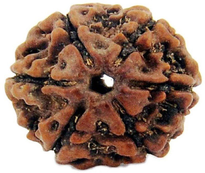 

Jaipur Gesmtone 5 Mukhi Natural Rudraksh Wood