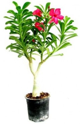 Siam Garden Anthurium Plant(Hybrid, Pack of 1)