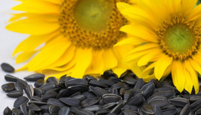 

Pet Care Black sunflower seeds for birds,love birds,budgies,finches,,conures Nuts 1500 g Dry Bird Food