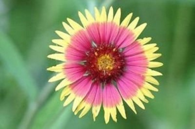 NeLeSa Gardening Arizona Sun Gaillardia Seed(100 per packet)