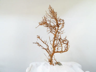 

Aqua Branchwood 12 Aquarium Tool