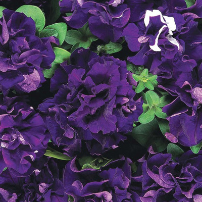 M-Tech Gardens petunia Seed(100 per packet)