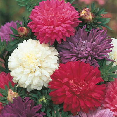 M-Tech Gardens Aster Seed(30 per packet)