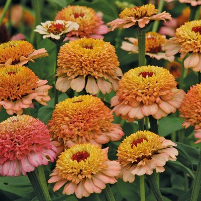 M-Tech Gardens Zinnia Flower Seed(30 per packet)